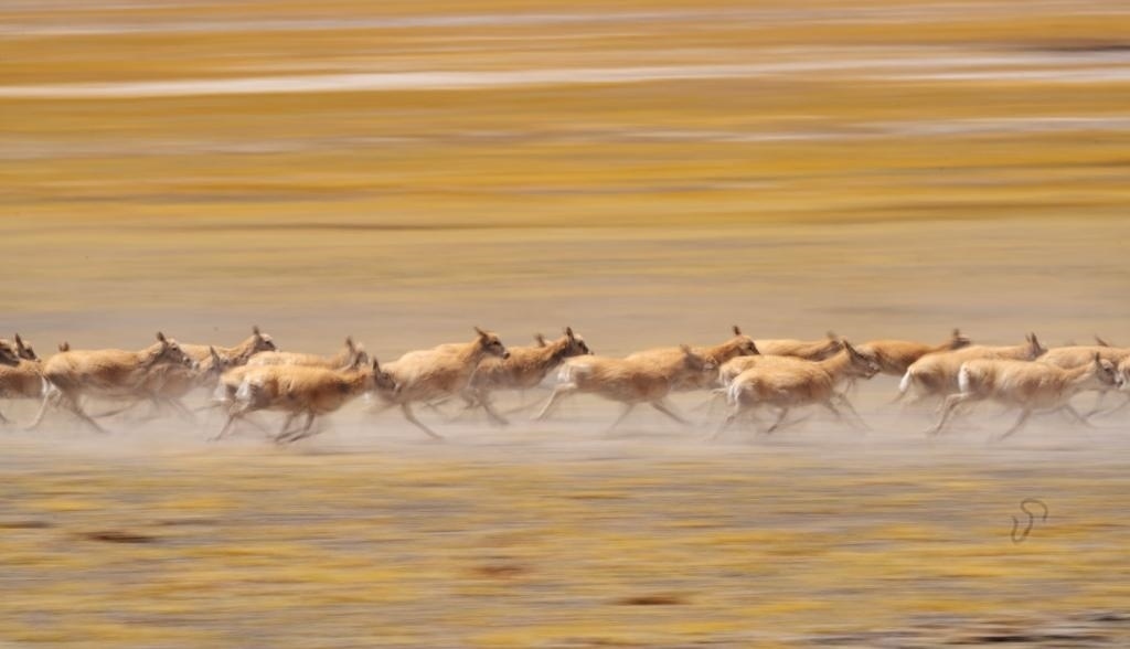 2024年6月13日，在羌塘國家級自然保護(hù)區(qū)，遷徙中的藏羚羊奔跑起來。新華社記者費(fèi)茂華攝