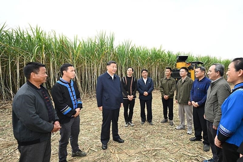2023年12月14日，習(xí)近平總書記在廣西來賓市國家現(xiàn)代農(nóng)業(yè)產(chǎn)業(yè)園黃安優(yōu)質(zhì)“雙高”糖料蔗基地考察時，同蔗農(nóng)、農(nóng)機(jī)手和農(nóng)技人員親切交流。