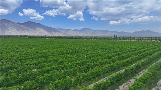 閩寧從荒蕪貧瘠的荒灘戈壁變成了如今的片片綠洲。