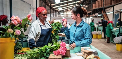 湖南璽悅國際貿(mào)易有限公司負(fù)責(zé)人黃梓楠（右）在肯尼亞納紐基的坦布濟(jì)花卉農(nóng)場(chǎng)挑選鮮花（2024 年 5 月 18 日攝）王冠森攝 / 本刊