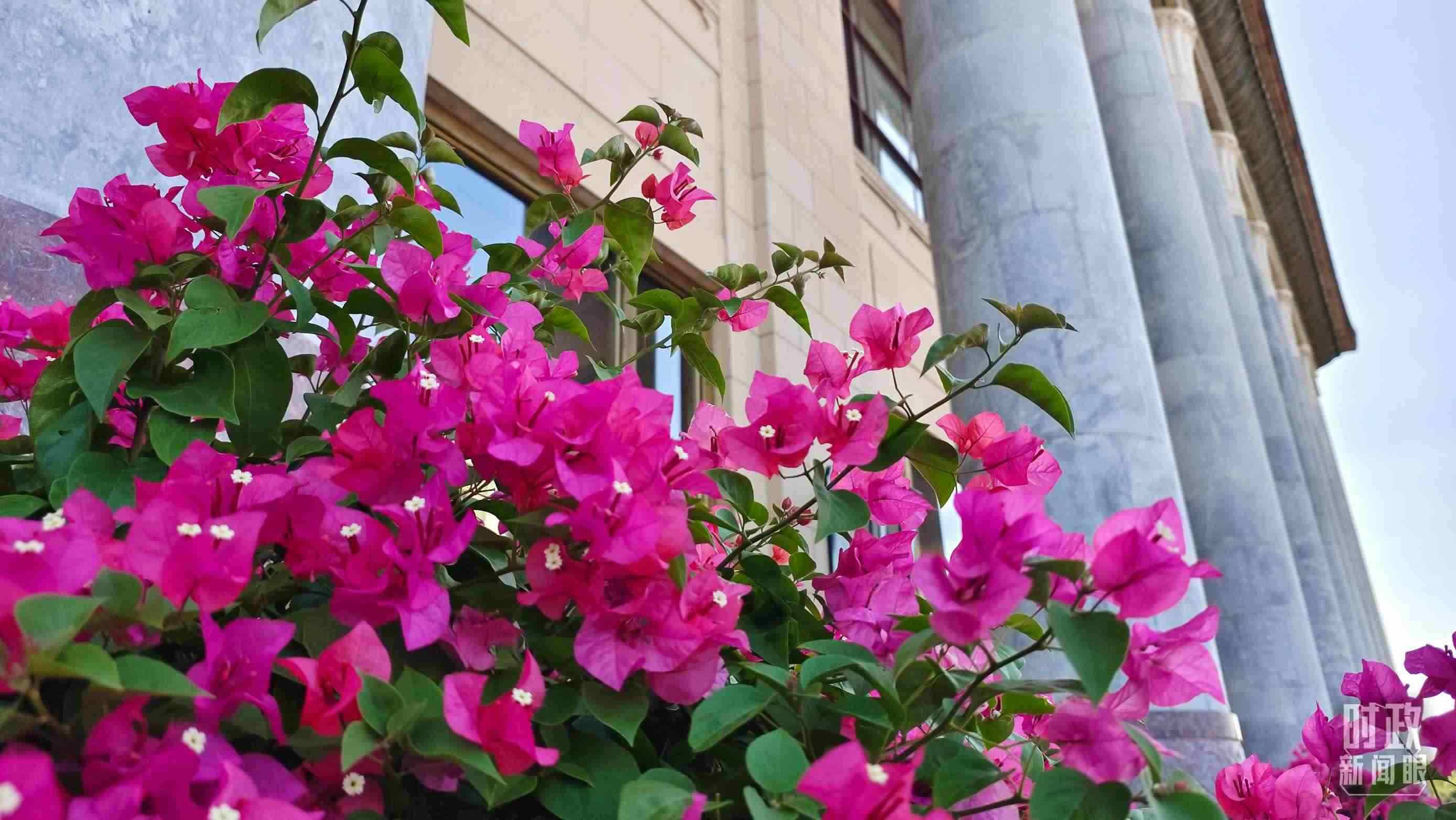 △人民大會堂外花團錦簇。（總臺央視記者韓銳拍攝）