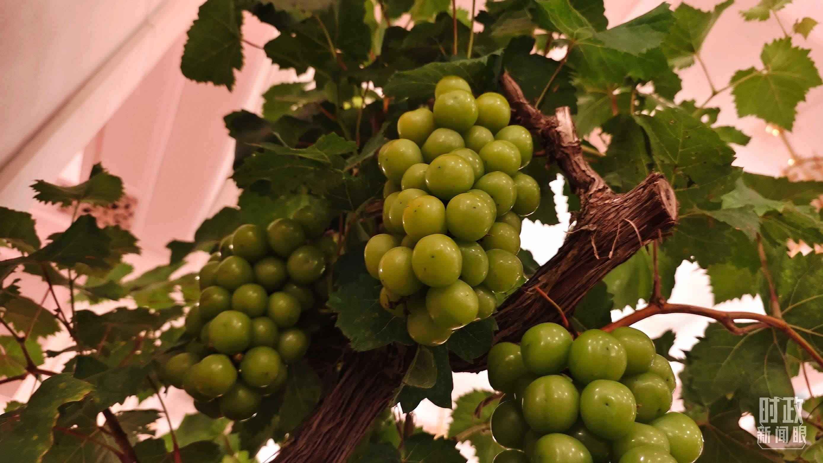  △人民大會(huì)堂的盆景，碩果累累。（總臺(tái)央視記者韓銳拍攝）