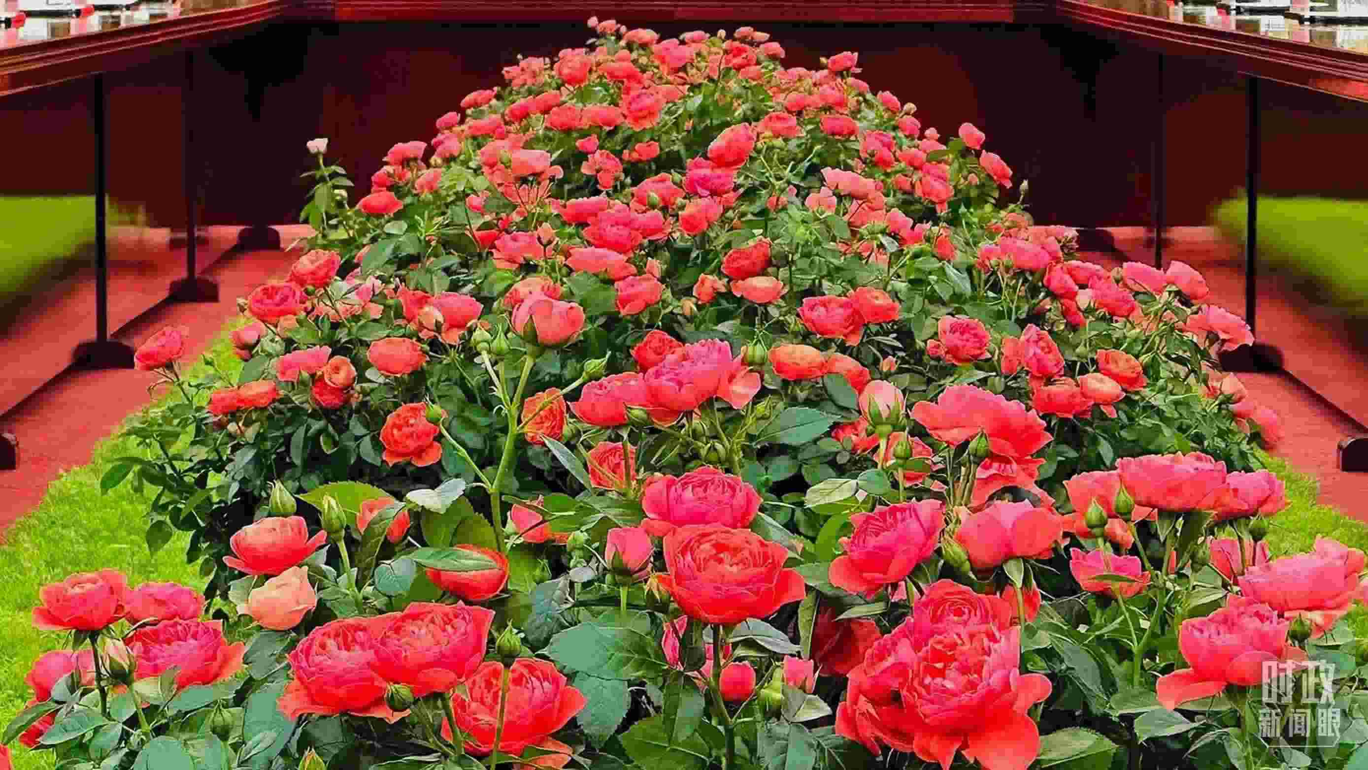 東大廳會(huì)談桌中間擺放的紅果汁月季，象征著蓬勃與堅(jiān)韌。（總臺(tái)央視記者范一鳴拍攝）