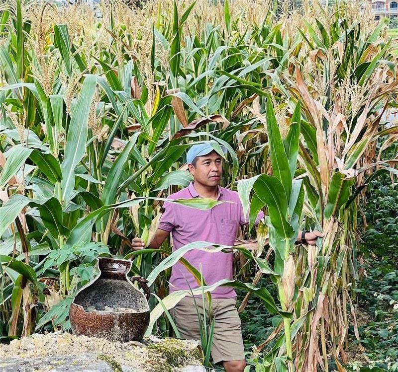 不是攀登石林高臺(tái)，就是鉆入玉米莊稼地，吉爾吉斯斯坦《自由之山報(bào)》總編輯納拉雷·阿桑巴耶夫“身手不凡”，與生長旺盛的玉米構(gòu)成了花茂村的鄉(xiāng)間野趣。（張亞欣攝）