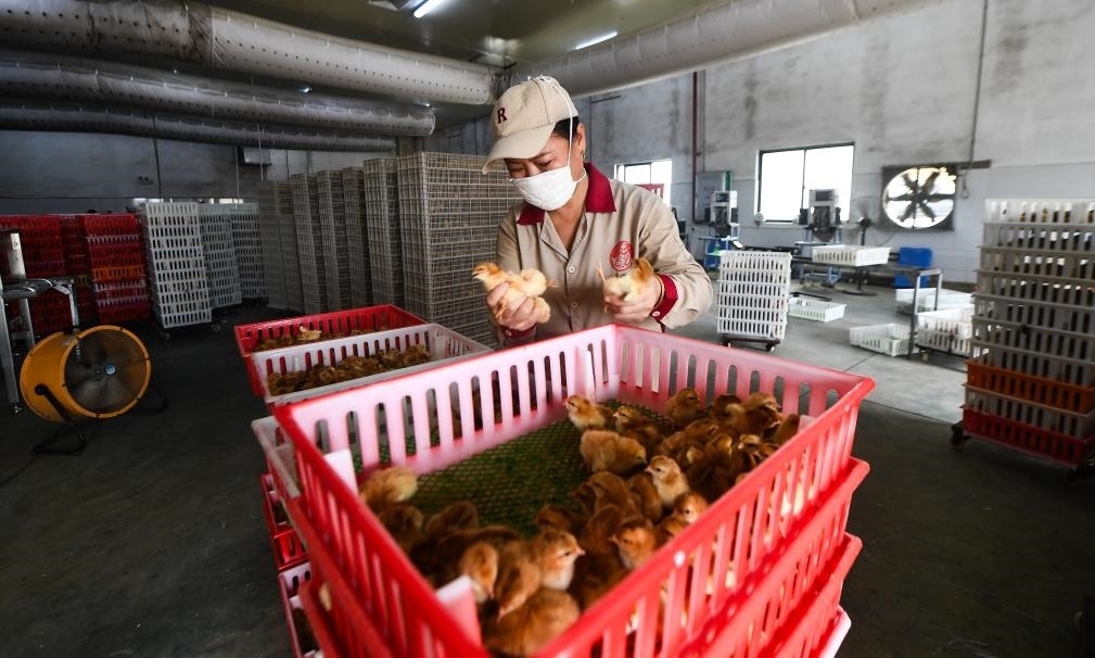 在文昌市的海南（潭牛）文昌雞股份有限公司孵化廠，工人在挑選文昌雞苗。新華社記者楊冠宇 攝