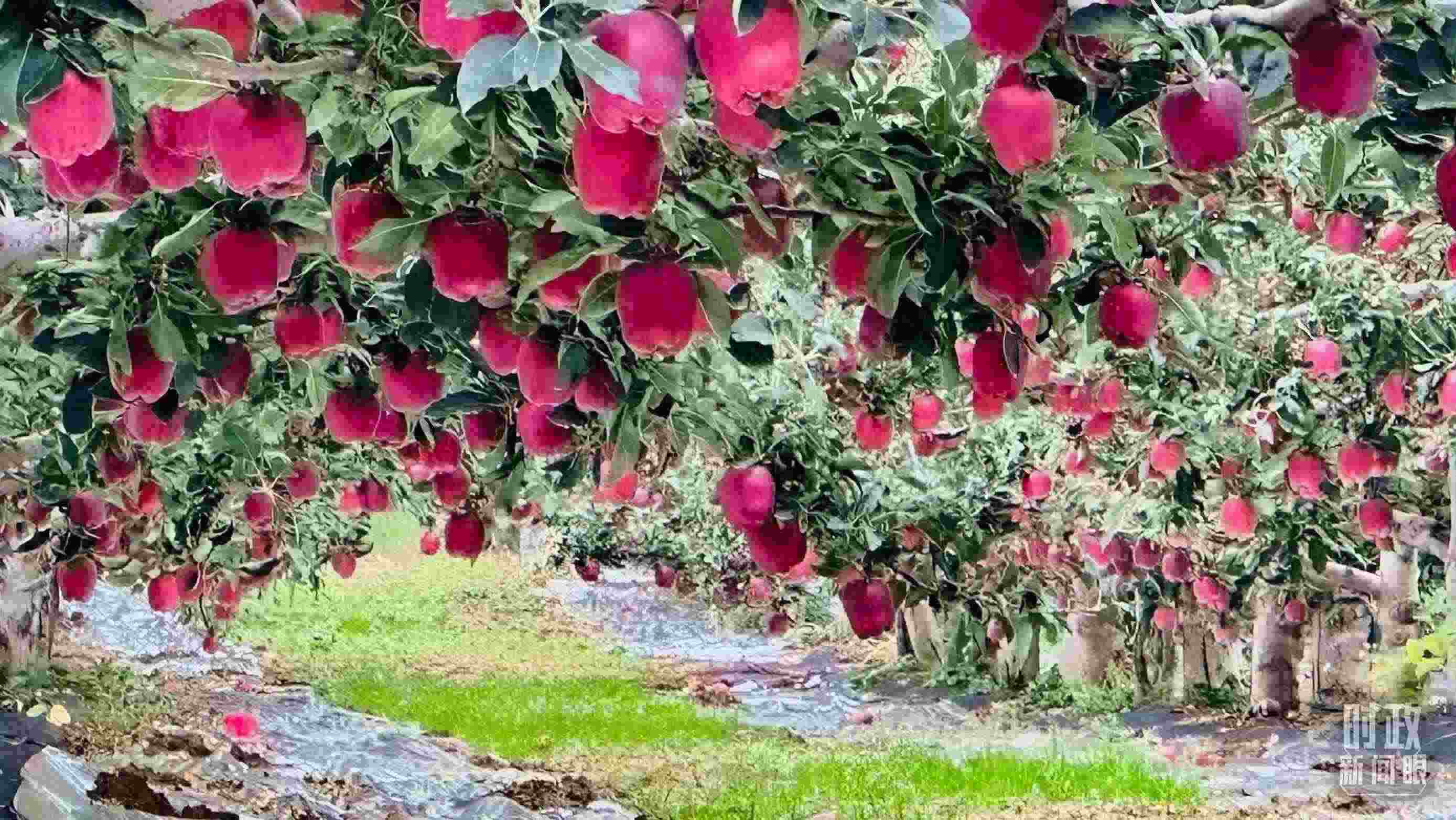 △ 麥積區(qū)南山花牛蘋果基地。（總臺央視記者范一鳴拍攝）
