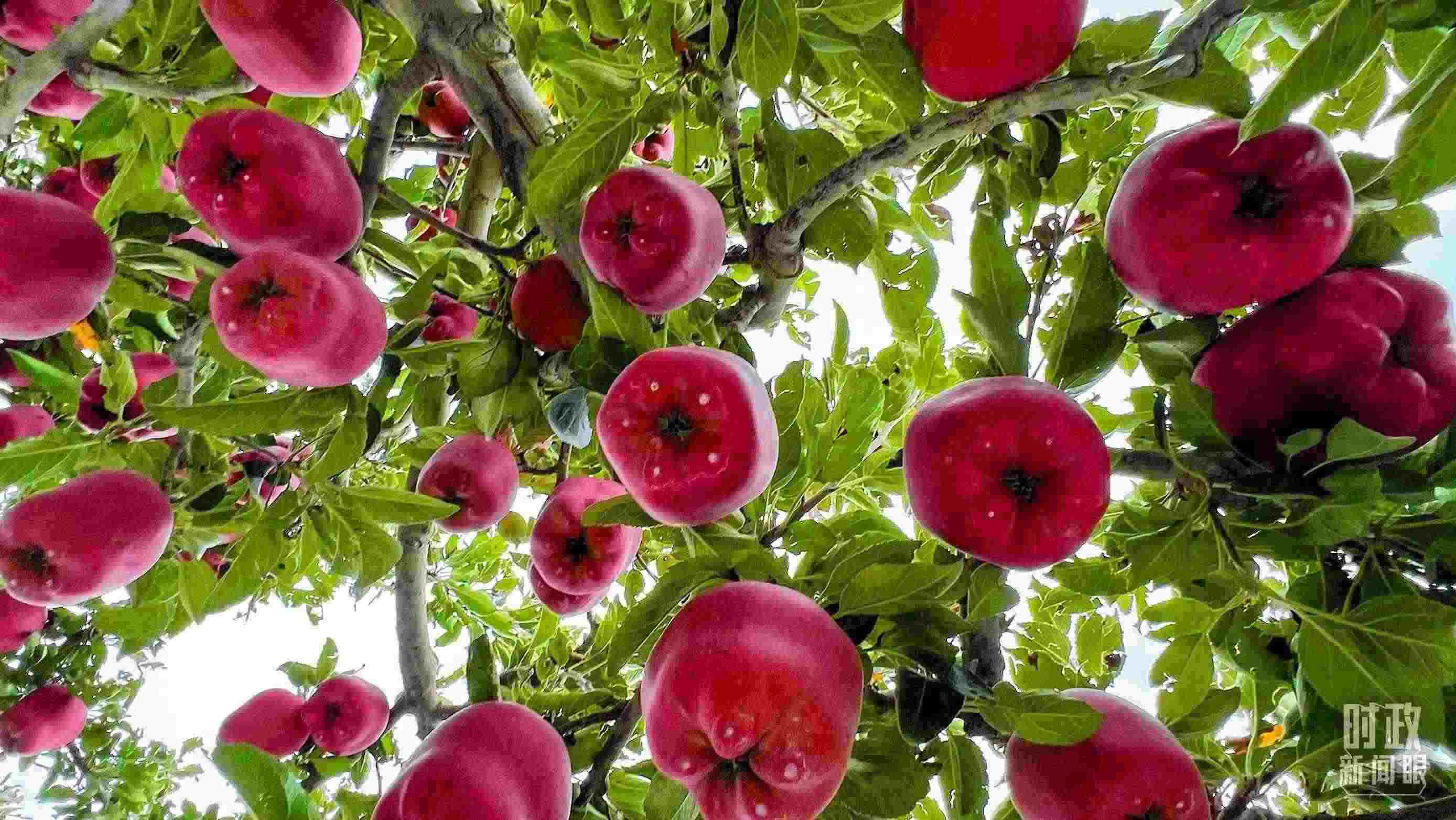 △ 麥積區(qū)南山花牛蘋果基地。（總臺央視記者程鋮拍攝）