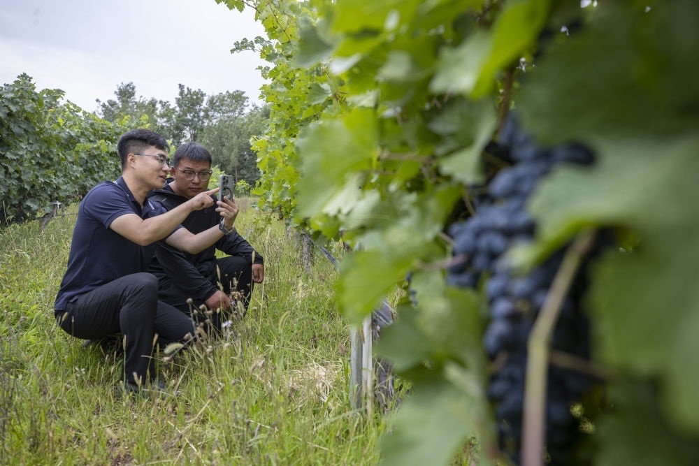 2024年8月15日，技術(shù)人員（左）和工作人員在寧夏銀川市西夏區(qū)的一個(gè)葡萄園工作。為推動(dòng)黃河流域生態(tài)保護(hù)和高質(zhì)量發(fā)展先行區(qū)建設(shè)，銀川市積極打造高標(biāo)準(zhǔn)葡萄園，借助各種傳感器監(jiān)測(cè)釀酒葡萄的生長(zhǎng)狀態(tài)，實(shí)現(xiàn)精準(zhǔn)灌溉，從而高效節(jié)約黃河水。