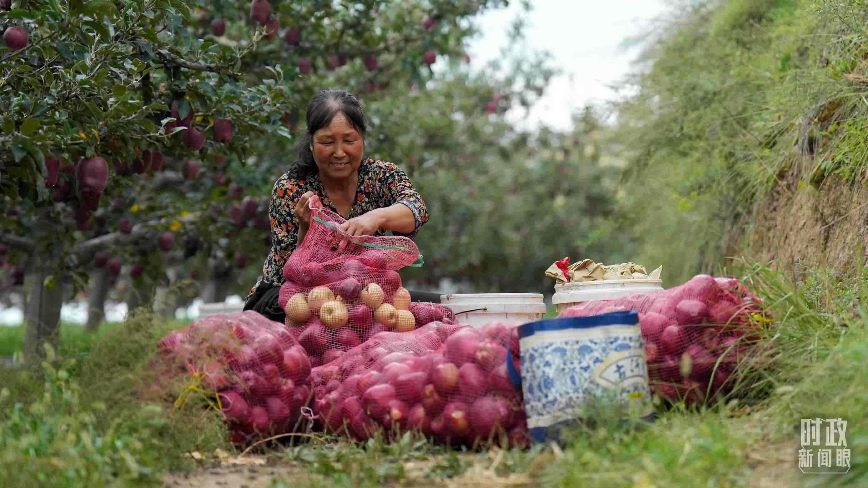 △南山花牛蘋果基地在2023年帶動9000多戶村民實(shí)現(xiàn)增收。（總臺國廣記者李晉拍攝）