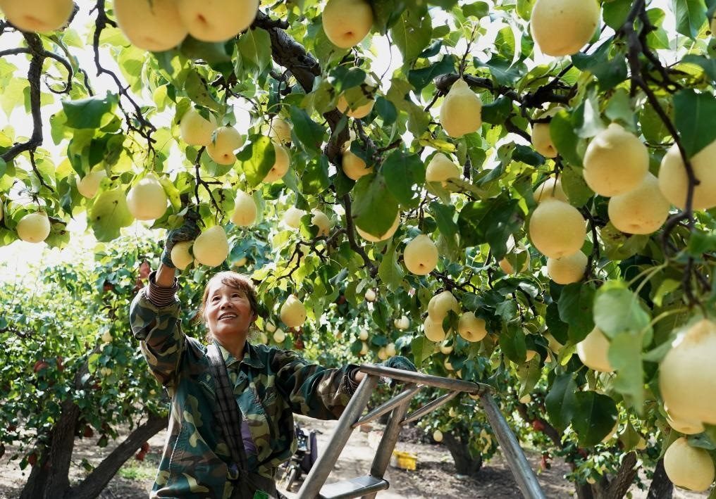 9月13日，河北省晉州市的農(nóng)民在果園采摘鴨梨。新華社記者楊世堯 攝