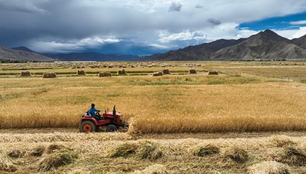 9月10日，在西藏日喀則市白朗縣巴扎鄉(xiāng)拍攝的秋收場景（無人機照片）。新華社記者晉美多吉 攝