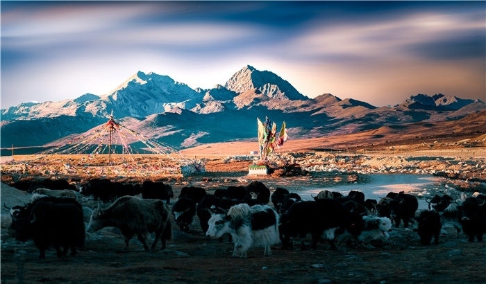 雅拉雪山上的牦牛群。蕭旺擺攝