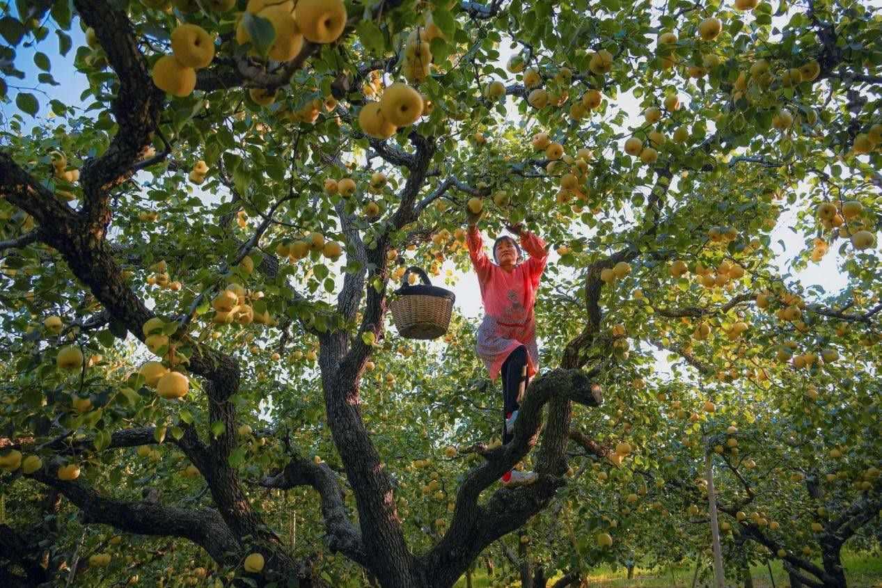 2024年10月4日，安徽省宿州市碭山縣程莊鎮(zhèn)衡樓村百年老梨園里，梨農在忙著采摘酥梨。來源:人民圖片