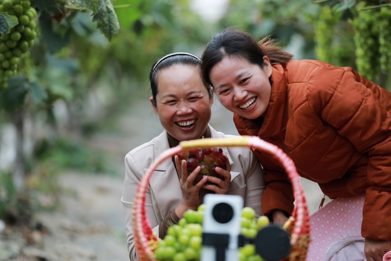 2024年10月6日，果農在貴州省黔西市金碧鎮(zhèn)新蘭村葡萄園里進行直播銷售。來源：人民圖片