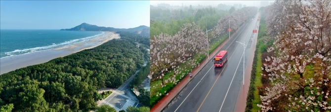 拼版照片：左圖為位于東山縣金鑾灣沿岸的木麻黃防護(hù)林帶（無人機(jī)照片，新華社記者 姜克紅 攝）；右圖為2021年4月20日在蘭考縣焦裕祿干部學(xué)院附近拍攝的泡桐花（無人機(jī)照片，新華社記者 郝源 攝）。