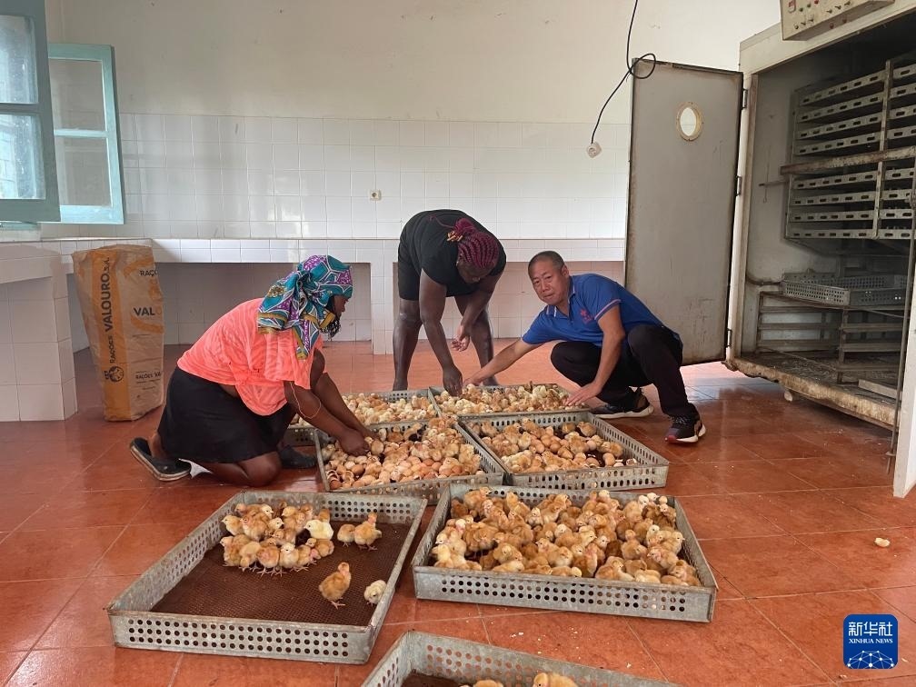 中國援圣普農(nóng)牧業(yè)技術項目組專家在圣多美和普林西比家禽繁育中心指導雛雞人工孵化技術（2024年10月8日攝）。新華社發(fā)（中國援圣普農(nóng)技組供圖）