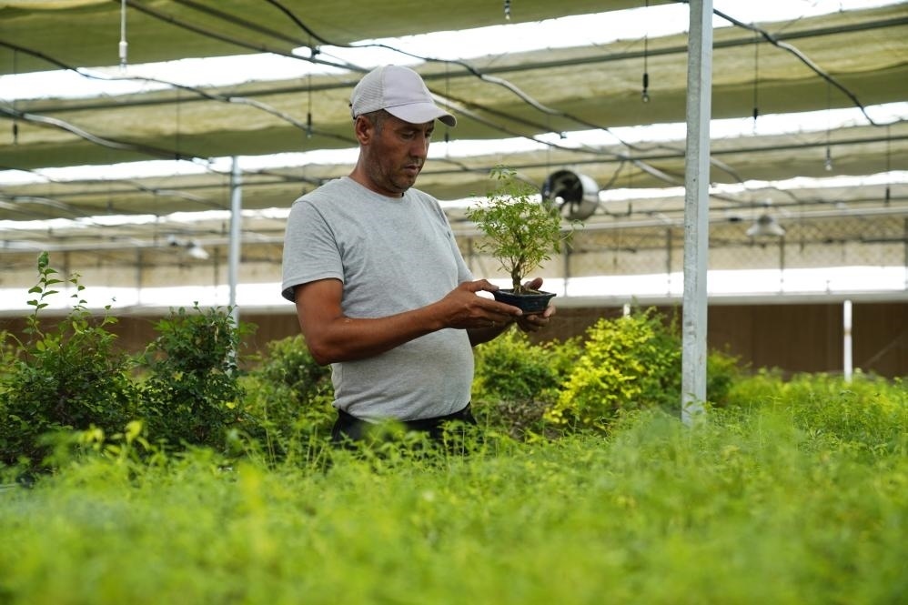 7月28日，在烏茲別克斯坦錫爾河州的上合組織農(nóng)業(yè)基地中烏現(xiàn)代農(nóng)業(yè)科技示范園，工作人員檢查盆栽植物。新華社發(fā)（扎法爾攝）