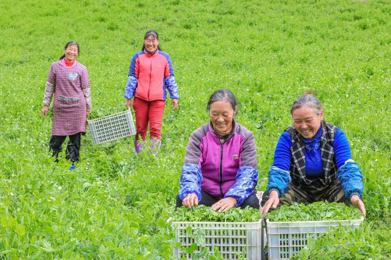 在四川省阿壩藏族羌族自治州馬爾康市馬爾康鎮(zhèn)納足村，當(dāng)季蔬菜喜獲豐收，群眾正在忙著采收、裝箱供應(yīng)市場(chǎng)。來(lái)源：人民圖片