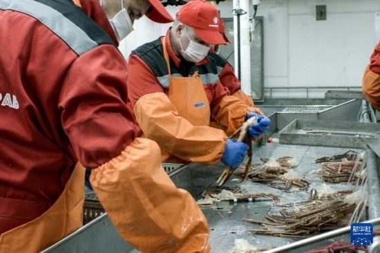 俄羅斯蟹業(yè)集團的工作人員在生產(chǎn)線上加工產(chǎn)品（資料照片）。新華社發(fā)（俄羅斯蟹業(yè)集團供圖）