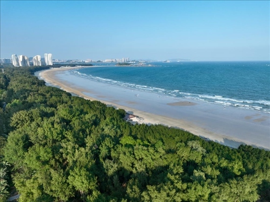 郁郁蔥蔥的東山縣沿海防護(hù)林（無人機(jī)拍攝）。新華社記者 姜克紅 攝