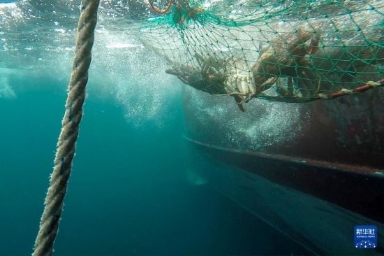 這是俄羅斯蟹業(yè)集團的捕撈船進行遠洋捕撈的資料照片。新華社發(fā)（俄羅斯蟹業(yè)集團供圖）