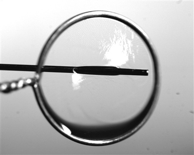 液膜被銅針穿透時仍能保持不破裂。 受訪者供圖