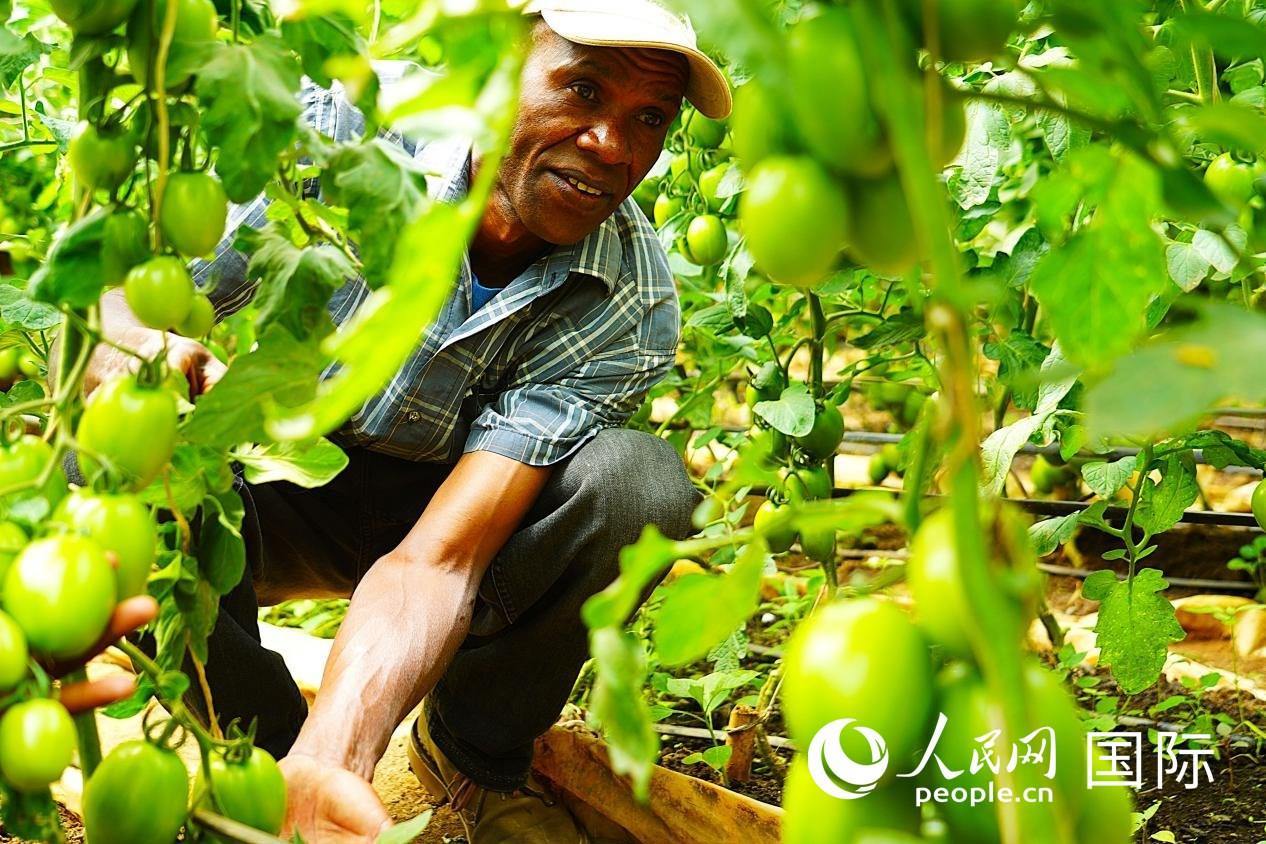肯尼亞納庫魯郡，當(dāng)?shù)剞r(nóng)民喬納·卡蘭賈家的溫室大棚里，番茄長勢喜人。人民網(wǎng)記者 黃煒鑫攝
