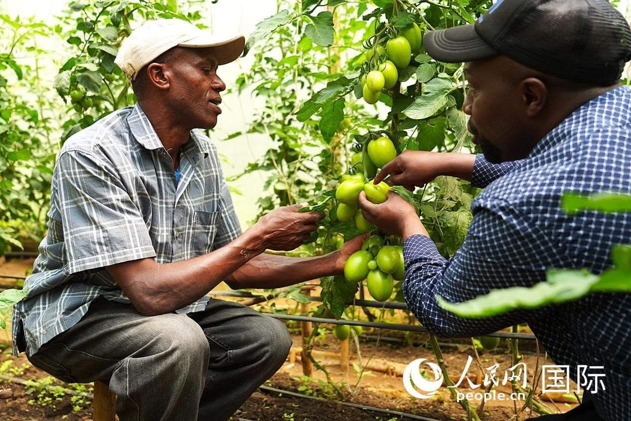 肯尼亞納庫魯郡，埃格頓大學(xué)園藝學(xué)專家史蒂芬·吉藤古在溫室大棚里指導(dǎo)當(dāng)?shù)剞r(nóng)民喬納·卡蘭賈種植番茄。人民網(wǎng)記者 黃煒鑫攝