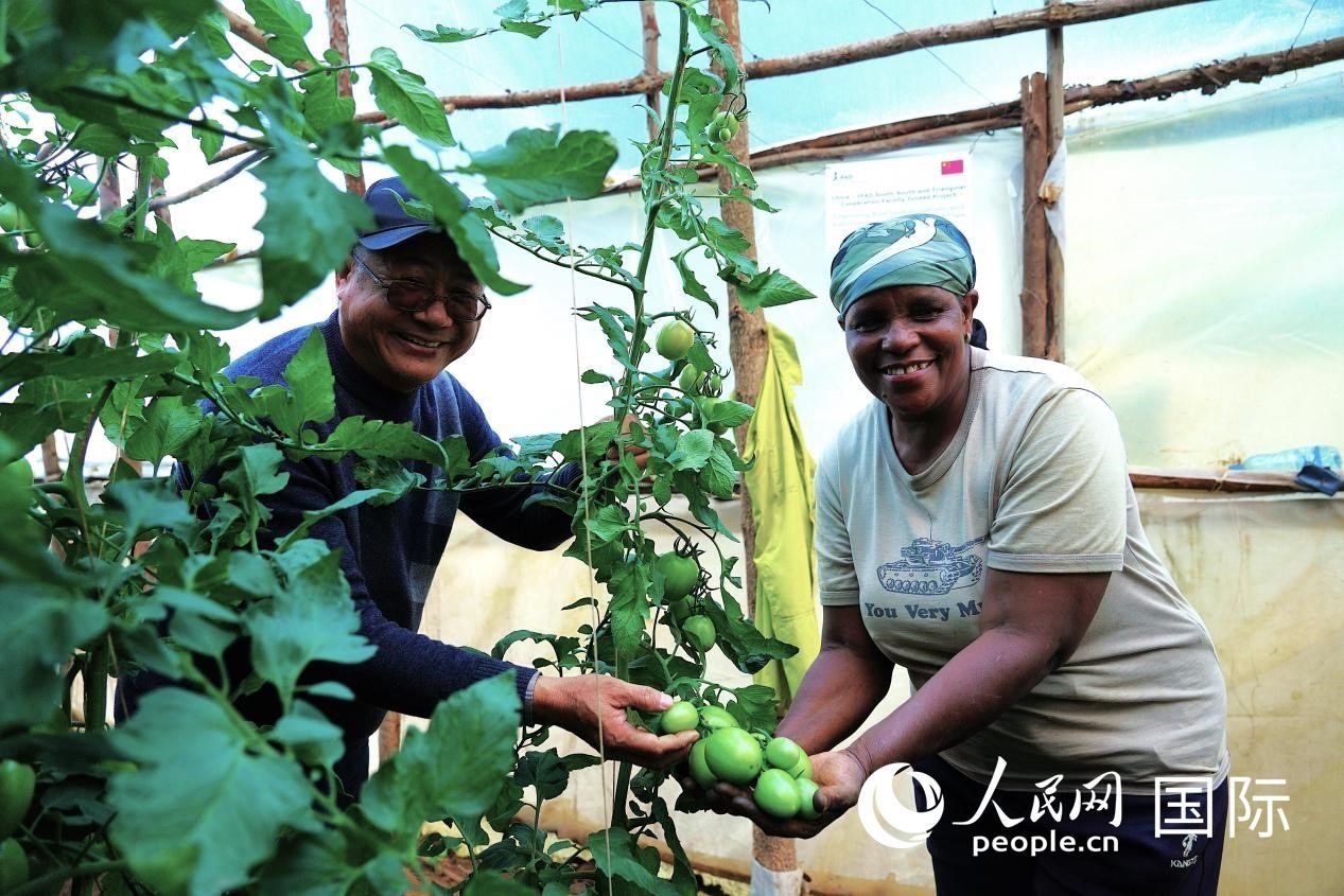 肯尼亞納庫魯郡，南京農(nóng)業(yè)大學(xué)援非專家劉高瓊和當(dāng)?shù)剞r(nóng)民瑪麗·姆旺吉在溫室大棚里查看番茄種植情況。人民網(wǎng)記者 黃煒鑫攝