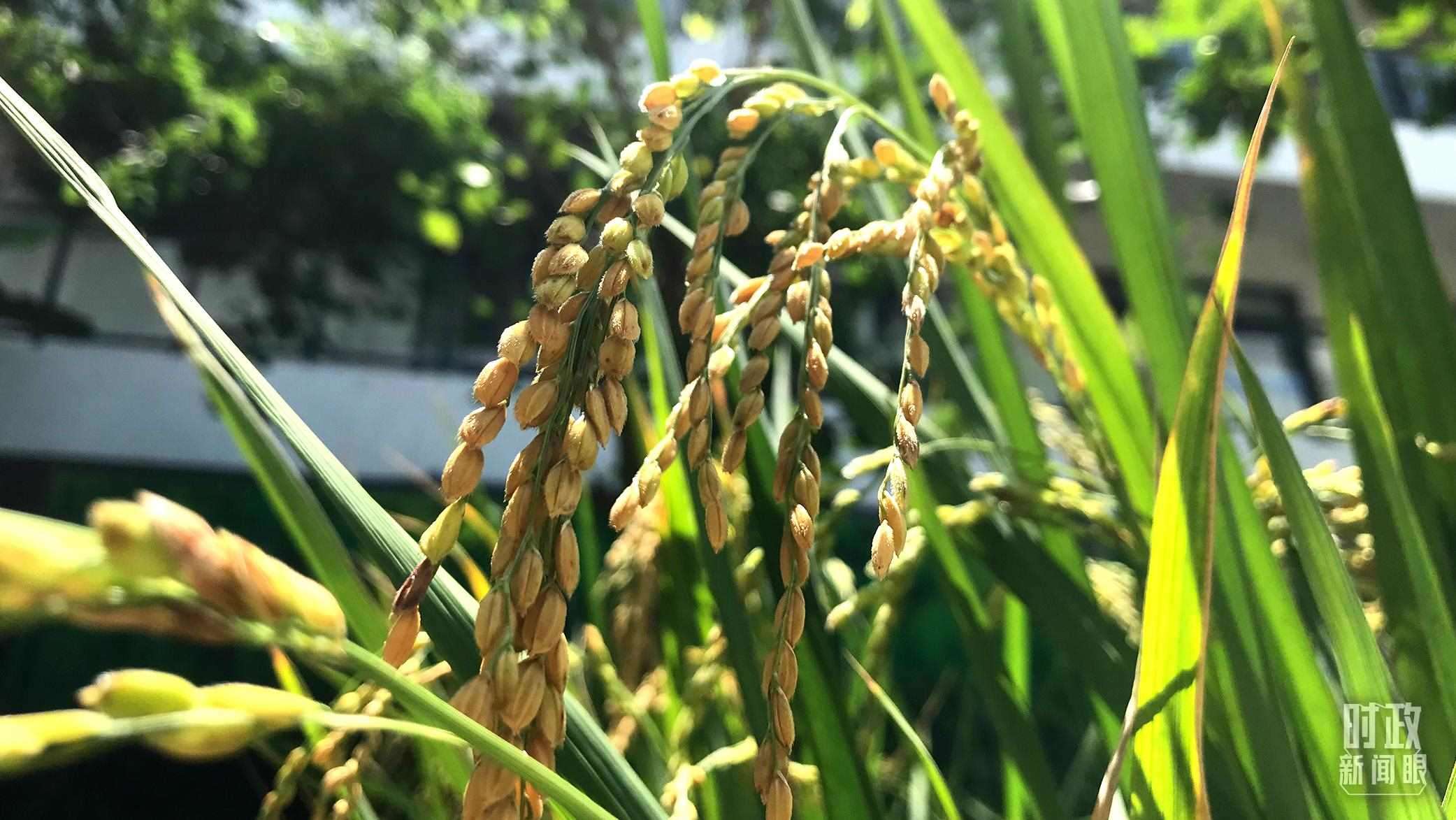 在海南培育的水稻品種。（總臺央視記者石偉明拍攝）