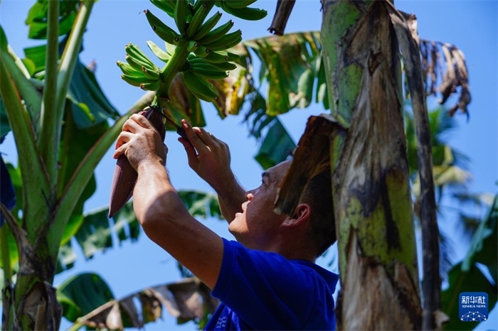 12月23日，中國(guó)熱帶農(nóng)業(yè)科學(xué)院專家趙增賢在斯里蘭卡馬坎杜拉為當(dāng)?shù)剞r(nóng)戶做技術(shù)示范。新華社記者 陳冬書(shū) 攝