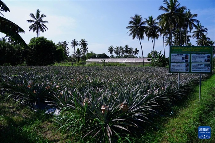 這是12月23日在斯里蘭卡馬坎杜拉拍攝的中國(guó)技術(shù)試驗(yàn)田菠蘿田。新華社記者 陳冬書(shū) 攝