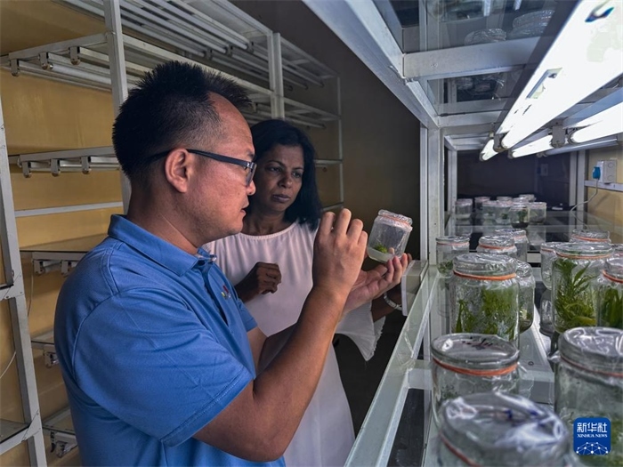 12月23日，在斯里蘭卡馬坎杜拉，中國(guó)專家與斯里蘭卡馬坎杜拉可持續(xù)農(nóng)業(yè)與發(fā)展研究中心主任達(dá)莎妮·賈亞曼納交流。新華社發(fā)（中國(guó)、聯(lián)合國(guó)糧農(nóng)組織與斯里蘭卡南南合作項(xiàng)目專家組供圖）