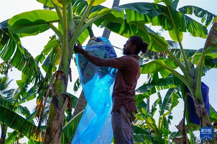12月23日，在斯里蘭卡馬坎杜拉，農(nóng)民在香蕉試驗(yàn)田里學(xué)習(xí)套袋技術(shù)。新華社記者 陳冬書(shū) 攝