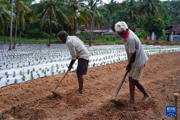 12月23日，斯里蘭卡馬坎杜拉的農(nóng)民在菠蘿田地里勞作。新華社記者 陳冬書(shū) 攝