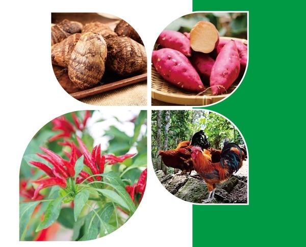 天等縣名特優(yōu)農(nóng)產(chǎn)品。主辦方供圖