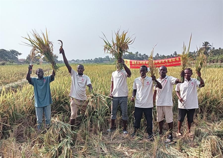 當(dāng)?shù)卮迕裾故窘衲甑乃痉N植成果。中國(guó)援塞農(nóng)業(yè)專(zhuān)家組供圖