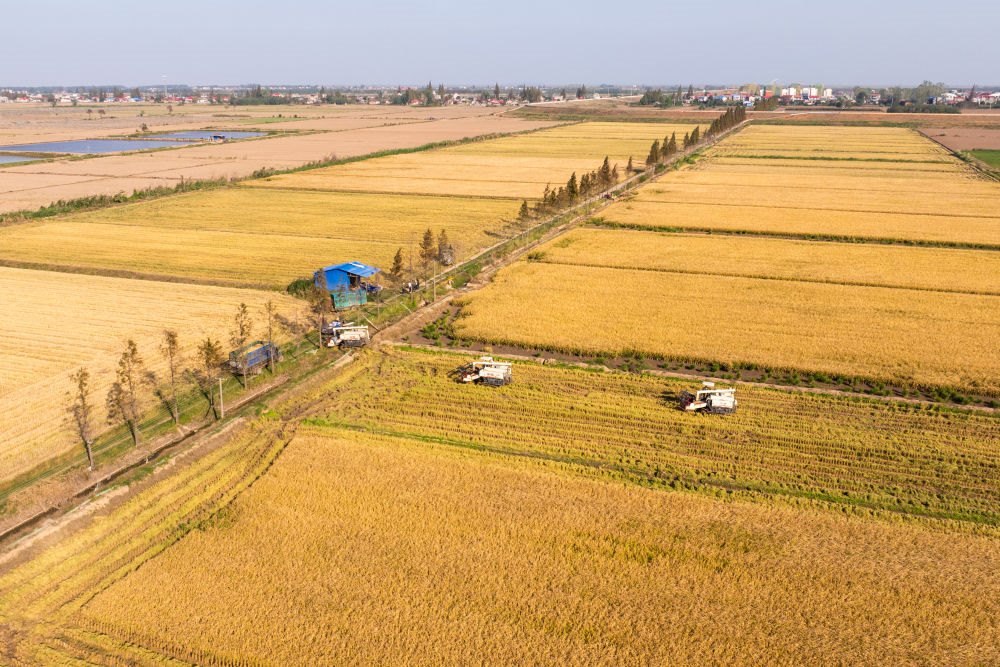 2024年11月1日，在湖南華容縣團洲垸，村民駕駛收割機收獲水稻（無人機照片）。新華社記者陳思汗 攝