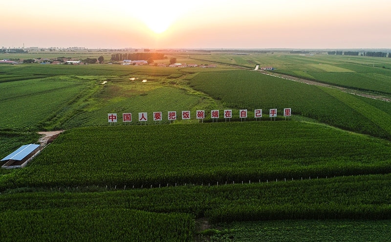 2020年7月23日拍攝的吉林省梨樹縣國(guó)家百萬(wàn)畝綠色食品原料（玉米）標(biāo)準(zhǔn)化生產(chǎn)基地核心示范區(qū)（無(wú)人機(jī)照片）。新華社記者 許暢 攝
