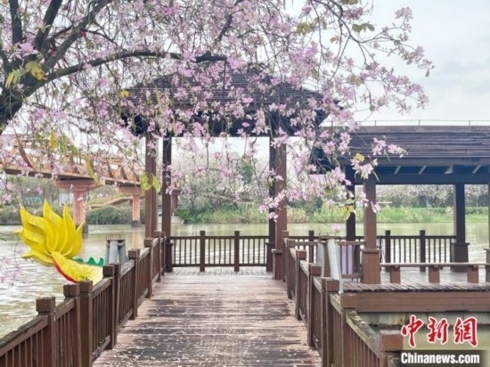 3月7日，廣州海珠國家濕地公園宮粉紫荊花海吸引游人。中新社記者 許青青 攝