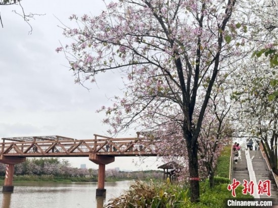 3月7日，廣州海珠國家濕地公園宮粉紫荊花海吸引游人。中新社記者 許青青 攝