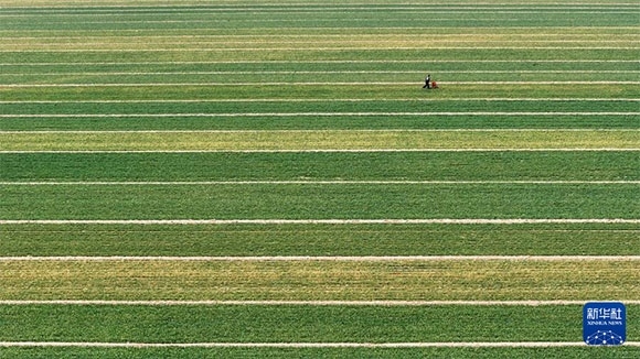 3月14日，在菏澤市鄆城縣潘渡鎮(zhèn)，農(nóng)民在麥田里施肥（無人機(jī)照片）。