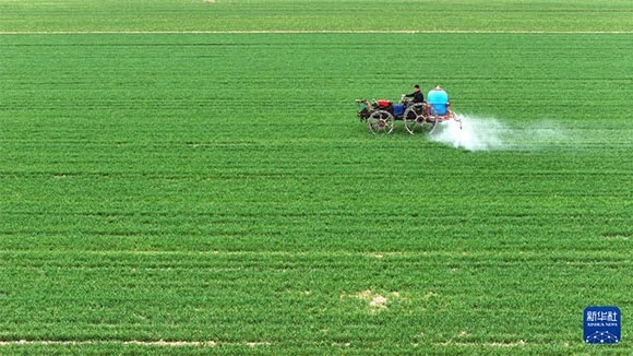3月14日，在菏澤市鄆城縣郭屯鎮(zhèn)，農(nóng)民在麥田里噴灑除草劑（無人機(jī)照片）。