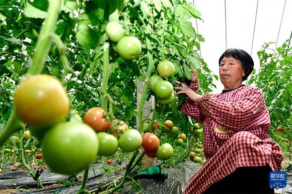 3月13日，在菏澤市鄆城縣張營街道，農(nóng)民在設(shè)施大棚里打理西紅柿。