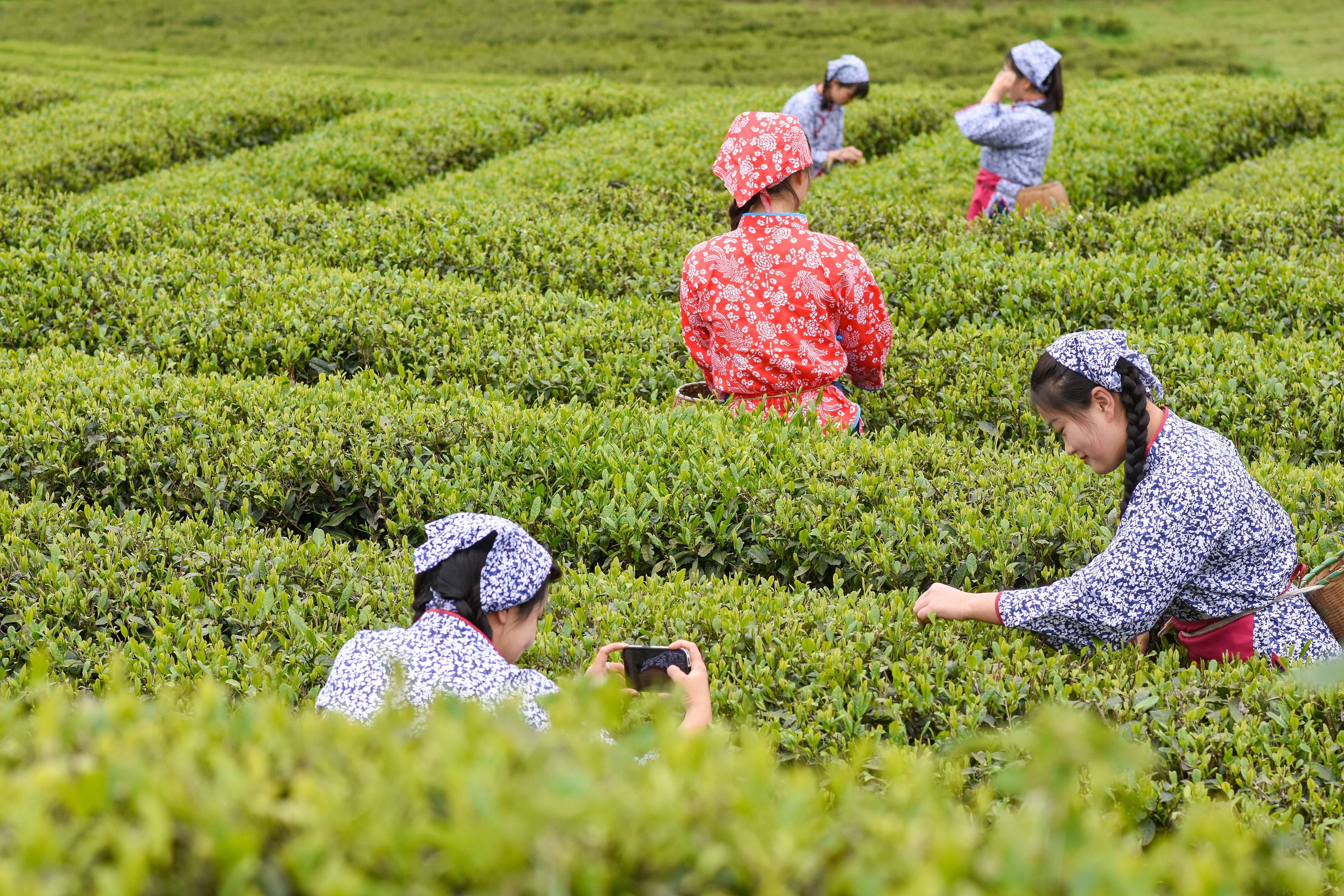 2023年4月6日，游客在貴州省銅仁市江口縣怒溪鎮(zhèn)駱象村生態(tài)茶園體驗采茶樂趣。