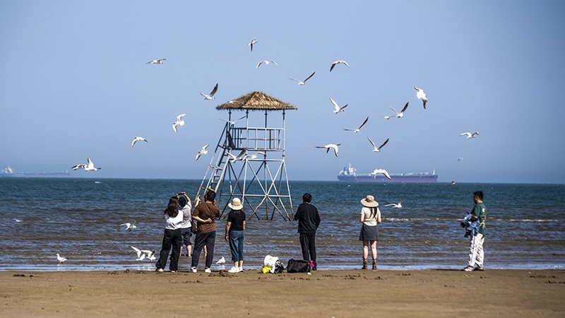 2024年5月12日，河北秦皇島，北戴河鴿子窩公園成群海鷗在天空中自由翱翔，與大海、藍(lán)天構(gòu)成了一幅美麗的畫卷。
