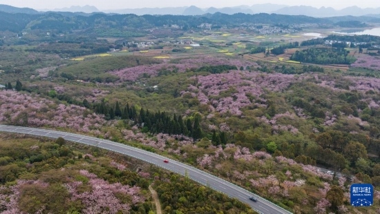 清鎮(zhèn)市紅楓湖鎮(zhèn)右二村旁的道路與花海相映（4月5日攝，無人機(jī)照片）。
