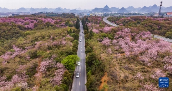 游客驅(qū)車前來清鎮(zhèn)市紅楓湖鎮(zhèn)右二村踏青游玩（4月5日攝，無人機(jī)照片）。