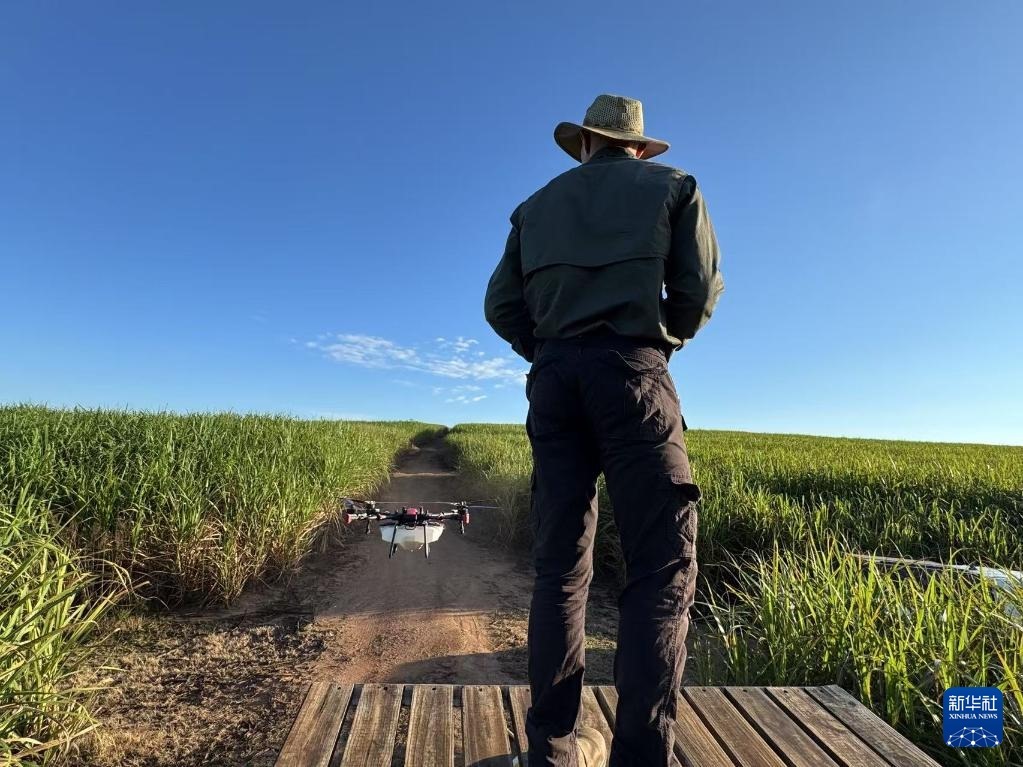 3月25日，在南非夸祖魯-納塔爾省的方廷希爾莊園，飛手操縱無人機為甘蔗林噴灑藥劑。新華社記者 白舸 攝