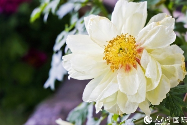 洛陽國家牡丹園牡丹盛開。 人民網(wǎng)記者 魯揚(yáng)攝